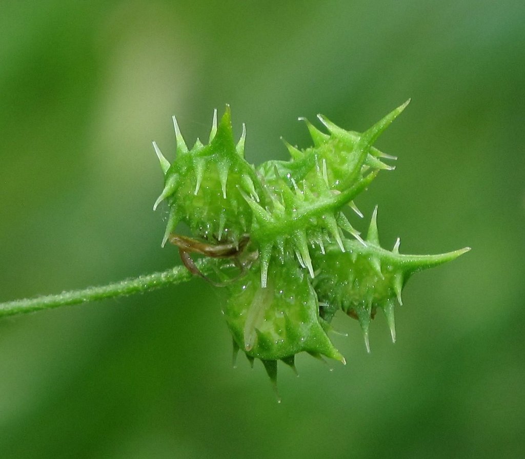 Ranunculus arvensis